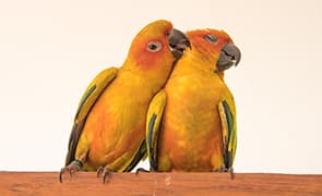 צימר מהחיים